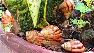 A group of snails are on top of a flower pot 
