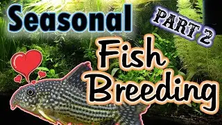 Breeding Fish in Your Natural Aquarium? - Seasons are the KEY! #fishbreeder