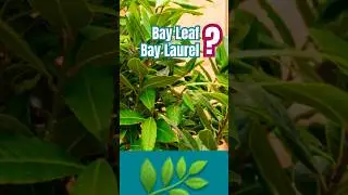 🪴 Что такое лавровый лист? Что такое лавровый лист? 🪴Откуда берутся лавровые листья? #лавровыйлис...