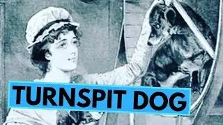 Turnspit Dog - The Sad Story of the Kitchen Dog