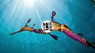 Vlad Gluschenko - Backpack [NCS (NoCopyrightSound) Learner's Clain]