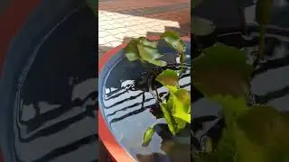 water lilly fish tank at home