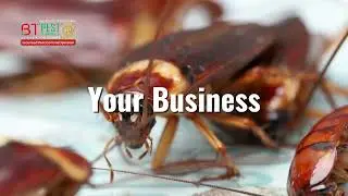 BT PEST TERMINATE