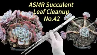 Succulent Care | Leaf Cleanup No.42 | Relaxing