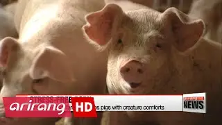 Korean 'animal welfare farm' provides pigs with creature comforts
