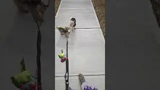 Pro Dog Walker Walk Along With Me And Two Cute Poodles in Parsippany NJ