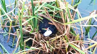 Mother Bird Laying So Many Eggs in Middle of Lake (1) &ndash; Waterhen Loves Fixing Nest in Rainy Day E198