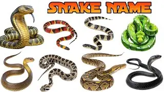 King Cobra, Anaconda! 🐍 Learn 20 Snakes Name | Reptiles for Kids |Jan 28