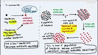 10-8 Antibiotic Resistance (Cambridge AS A Level Biology, 9700)