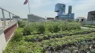 Queens' Sky Farm LIC offers free produce to kids in need