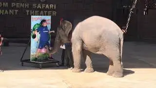 Death Scared Tommy in Elephant show