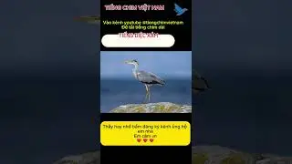Tiếng diệc x&aacute;m gọi bầy