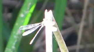 Willow Emerald Damselfly