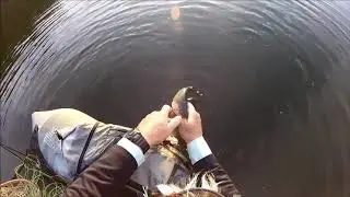 Fly Fishing for Spring Trout in Southern Indiana