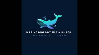Sea Turtles: Ancient Creatures Faced with Modern Challenges
