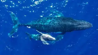 Baleines Saison 2022 R&eacute;union Island