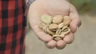 Green Space: How to grow broad beans at home