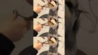 Took off the dog's dirty hair all over