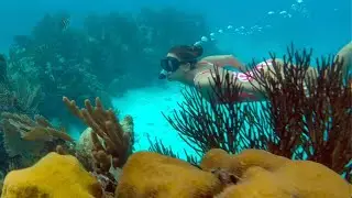 Short video Snorkelling Across from Portofino Beach Resort Belize #scubadiving #snorkeling #travel