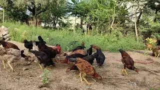 Desi Murga farm Free Range Poultry Farm Business Plan low cost murgi palan