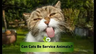Can Cats Be Service Animals?