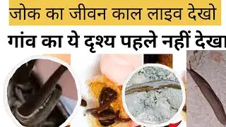 जोक का जीवन काल life cycle aap please