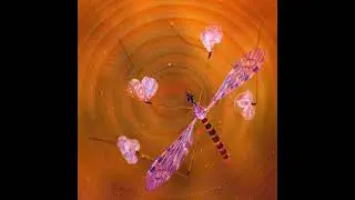 Conscious Reset ॐ  Anuttara  Project