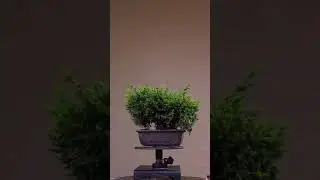 bonsai before and after