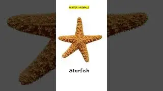 water animals name , animals for kids water , Learning Aquatic Animals Names #Shorts