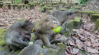 The Lively Morning Breakfast To Lovely Monkeys Long-tail of Amber Group Enjoying Together🐒💖