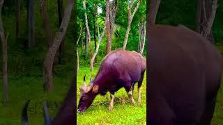 Indian bison#short