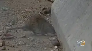 Solution For Neighborhood Rat Problem May Be On Horizon, Philadelphia Leaders Say