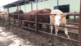 Angus s&uuml;r&uuml;m&uuml;ze karma aşı ~ Yeni enikler #cow #dog  #farming  🐂 🏇
