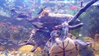 Ż&oacute;łw ż&oacute;łtolicy je karaczana -  blaptica dubia, Trachemys scripta troostii