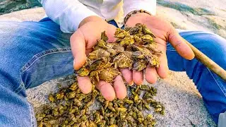 来自地狱的海鲜，小湾带上终极武器，杠上比拇指还粗的极品罕见佛手螺