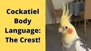 Язык тела и поведение кореллы | The Crest | TheParrotTeacher