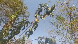 Pau Candeia (Eremanthus spp)