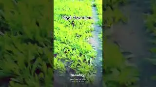 #kheduto #potana #khetarma#bapupnkhetarrjayche#### he