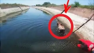 The motorcyclist rescued the sinking calf / There is still good in the world - Touching