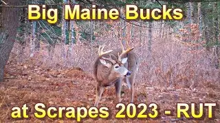 Big Maine Bucks at Scrapes 2023 | - Rut/Late Rut