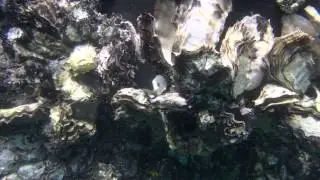 東紀州クルーズ　〜三木浦〜　係留地の海中はこんな感じ。。