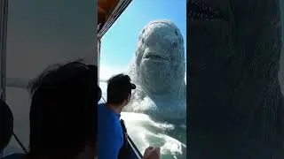 Рептилия из глубин у борта &mdash; кадры с палубы корабля