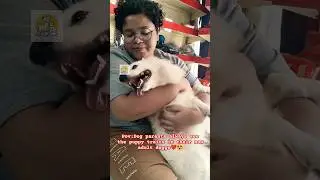 Relatable to dog parents😊#doglover #dog #dogparents #dogowner #pets #cutedog #furbaby #ytshorts