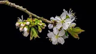 Flower vfx