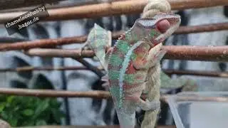 Panthercham&auml;leon Ambilobe Blue Bar M&auml;nnchen aus eigener Hobbyzucht.