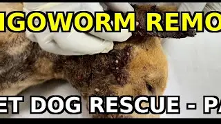 Street Dog Rescue | Pus-Filled Abscess Drained & Mangoworms Removed (Part 2)