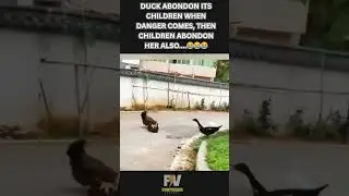 When Survival Instinct Kicks In&hellip;🦆😂| FACTVERSE | #duck #survival #children #shorts