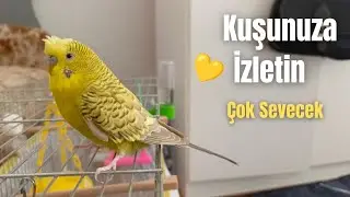 Kuşunuza İzletin: Mutlu Muhabbet Kuşu 🪶 Happiness Chirps Live Budgie Stream
