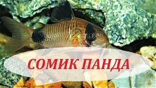 Сомик Коридорас Панда в аквариуме. Уход, размножение, содержание, кормление.