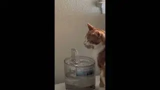 Top dumb cat moments